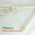 TF14 (12325) Foam Cortical Shell Normal Anatomy Large Right Arm Bones Orthopaedic Model